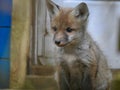 Fox cub posing