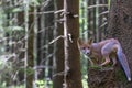 Fox cub is posing standing on tree trank in forest Royalty Free Stock Photo