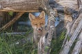 Fox cub shows tongue