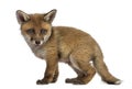 Fox cub (7 weeks old)