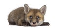 Fox cub (7 weeks old) lying