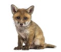 Fox cub (7 weeks old) sitting