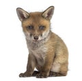 Fox cub (7 weeks old) sitting