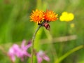 Fox and Cubs or Orange hawkweed flower, Pilosella aurantiaca Royalty Free Stock Photo