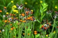 Fox and Cubs or Orange hawkweed flower on the meadow, Pilosella aurantiaca Royalty Free Stock Photo