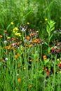 Fox and Cubs or Orange hawkweed flower on the meadow, Pilosella aurantiaca Royalty Free Stock Photo