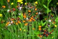 Fox and Cubs or Orange hawkweed flower on the meadow, Pilosella aurantiaca Royalty Free Stock Photo