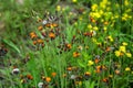 Fox and Cubs or Orange hawkweed flower on the meadow, Pilosella aurantiaca Royalty Free Stock Photo