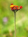 Fox and Cubs or Orange hawkweed flower, Pilosella aurantiaca Royalty Free Stock Photo