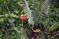 Fox-and-cubs or Pilosella aurantiaca Royalty Free Stock Photo