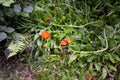 Fox-and-cubs or Pilosella aurantiaca Royalty Free Stock Photo