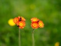 Fox-and-cubs, Pilosella aurantiaca..Malleny Garden, Edinburgh, Scotland