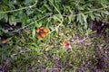 Fox-and-cubs or Pilosella aurantiaca Royalty Free Stock Photo