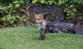 Fox cubs playing and exploring in the garden Royalty Free Stock Photo