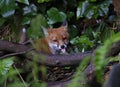 Fox cubs playing and exploring in the garden Royalty Free Stock Photo