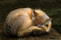 Fox in the deep sleep
