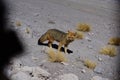 Fox in the desert of Atacama Bolivia and Chile Royalty Free Stock Photo