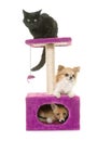 Fox, dog and cat on scratching post Royalty Free Stock Photo