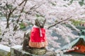 Fox dog statue at pink sakura in Yutoku Inari Shrine, Kashima