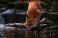 Fox drink, orange evening light. Orange fur coat animal in nature habitat. Fox drink water from river stream. Red Fox hunting,