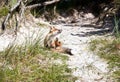 Fox in the dunes Royalty Free Stock Photo