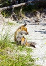Fox in the dunes at the beach Royalty Free Stock Photo