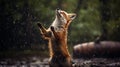 a fox elegantly dancing in the rain, captured with meticulous attention to detail and realistic lighting effects