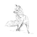 Fox engraved illustration. Vector hand drawn illustration. Royalty Free Stock Photo