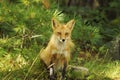 Fox animal close-up profile in the forest in front of a pine tree.  Fox Red Fox Animal Stock Photos. Royalty Free Stock Photo
