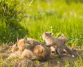 Fox Family Royalty Free Stock Photo