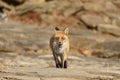 Fox fled in an attack right at you Royalty Free Stock Photo