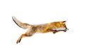 Fox flight. Jumping red fox, Vulpes vulpes, isolated on white background. Orange fur coat animal in winter. Fox in jump