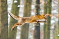 Fox flight. Red fox, Vulpes vulpes, jumping in winter forest. Orange fur coat animal in nature habitat. Fox on green forest meadow Royalty Free Stock Photo