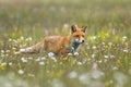 Fox in flowers. Red fox, Vulpes vulpes, sniffs about prey on colorful flowered meadow. Orange fur coat animal hunting in spring