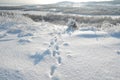 Fox foot animal tracks in the snow Royalty Free Stock Photo