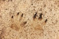 Fox footprint in a sand. Wild animal footmarks. Close-up Royalty Free Stock Photo