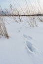 Fox footprint, traces of a wild animal in the snow Royalty Free Stock Photo