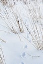 Fox footprint, traces of a wild animal in the snow Royalty Free Stock Photo