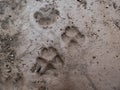 Fox footprints Vulpes vulpes in dried mud on the ground in bright sunlight. Texture of fur and paws visible in gray mud clay