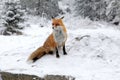 Fox in forest at High Tatras, Slovakia Royalty Free Stock Photo