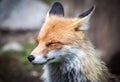 Fox in forest at High Tatras, Slovakia Royalty Free Stock Photo