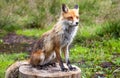 Fox in forest at High Tatras, Slovakia Royalty Free Stock Photo