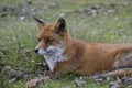 Fox in the forest in the netherlands