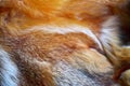 Fox fur red macro fragment, blurred image