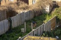 Fox in the garden hiding from people. Royalty Free Stock Photo