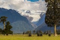 Fox Glacier Royalty Free Stock Photo