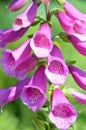 Fox glove blooming in mid summer with lilac flowers Royalty Free Stock Photo