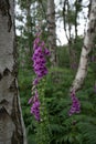 Fox glove, digitalis purpurea, flower in Sherwood Forest Royalty Free Stock Photo