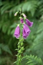 Fox glove, digitalis purpurea, flower in Sherwood Forest Royalty Free Stock Photo