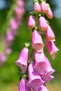 Fox glove flower Royalty Free Stock Photo